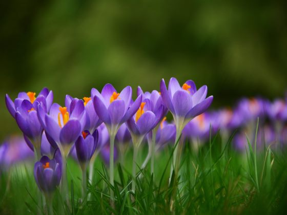 purple flowers